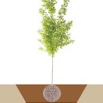 Lite-net - Riserva d'acqua per alberi