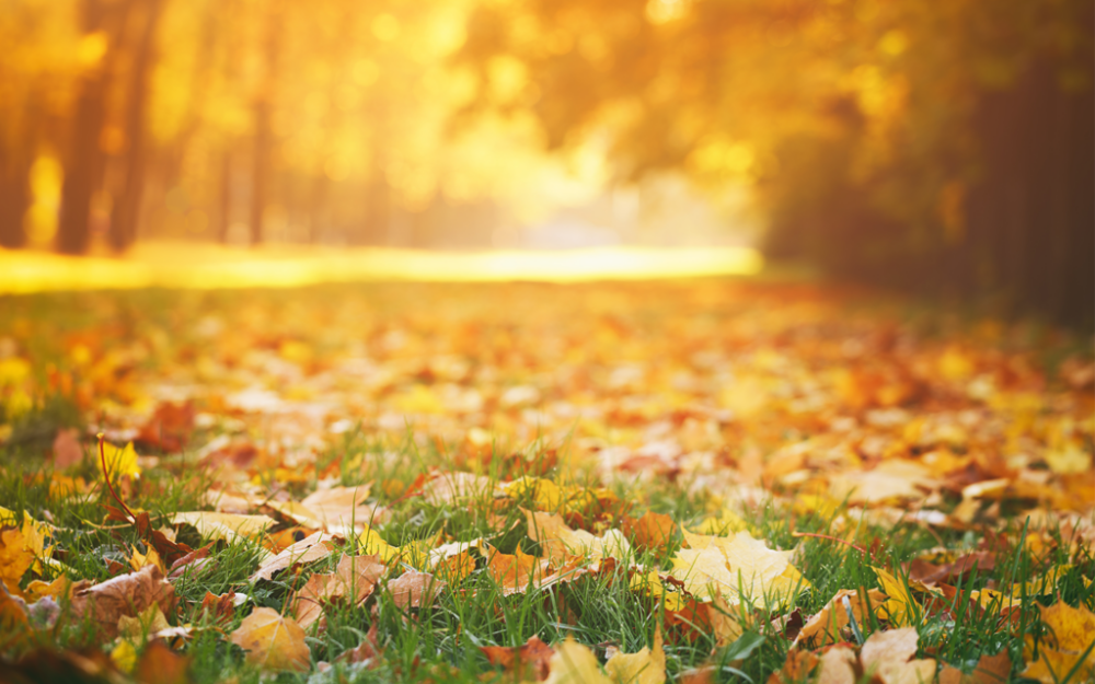 Cura del prato in autunno: guida completa da settembre a novembre