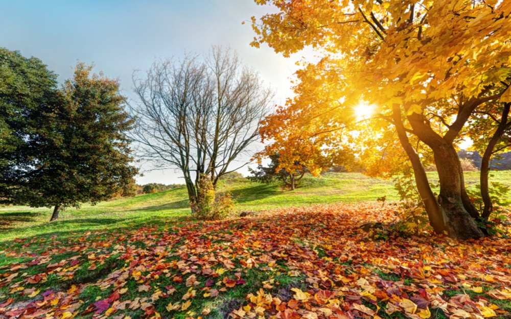 Cura del prato in autunno: 7 errori da evitare prima dell’inverno
